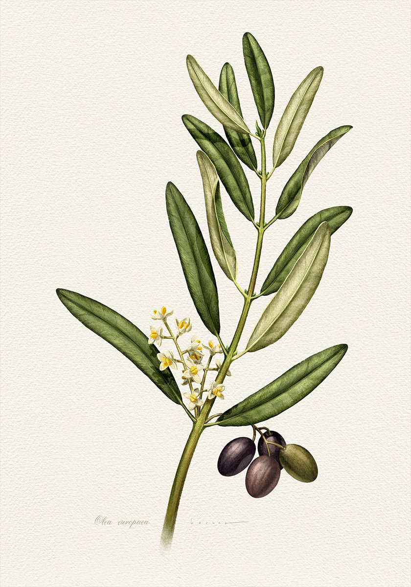 Olea Europaea Plakat