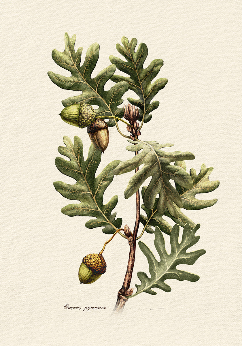 Botany Quercus Pyrenaica Plakat