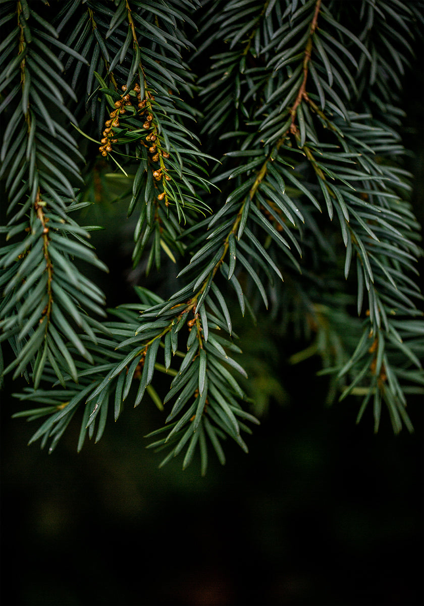 Winter Branches 7 Plakat