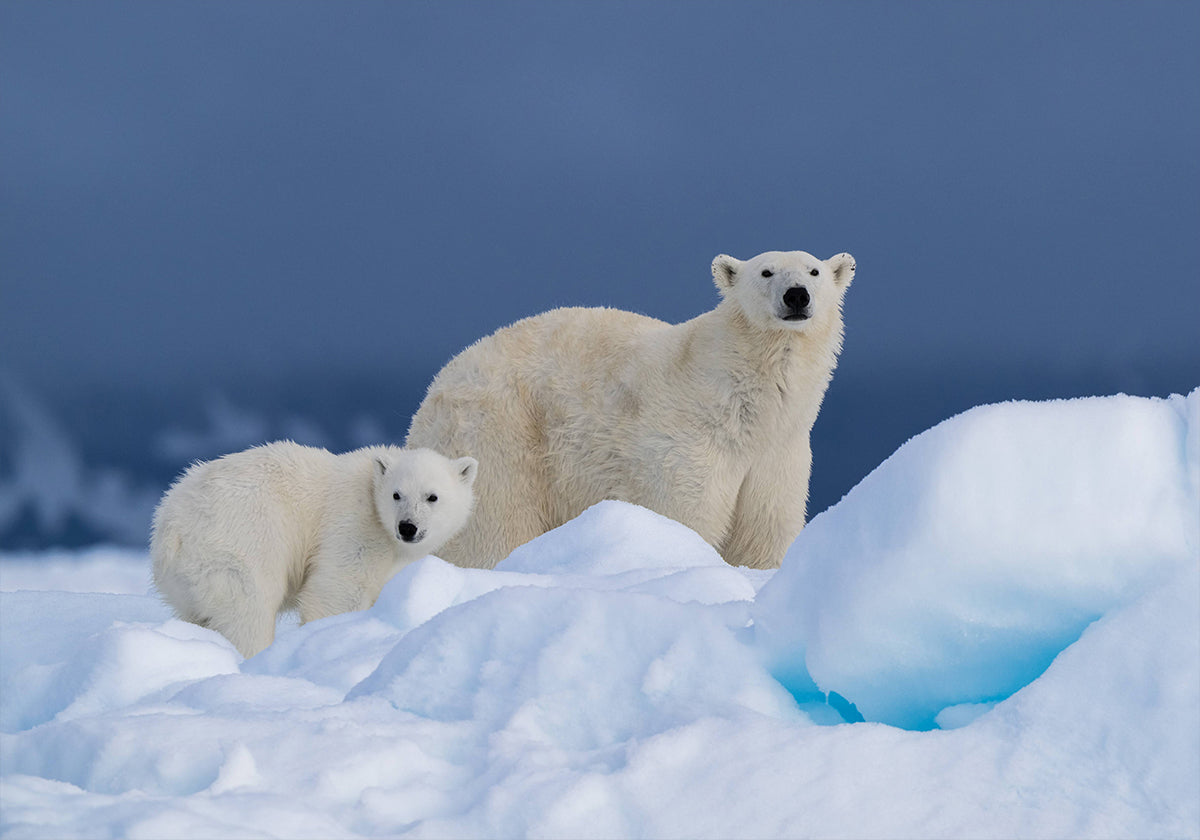 Mommy and baby Plakat