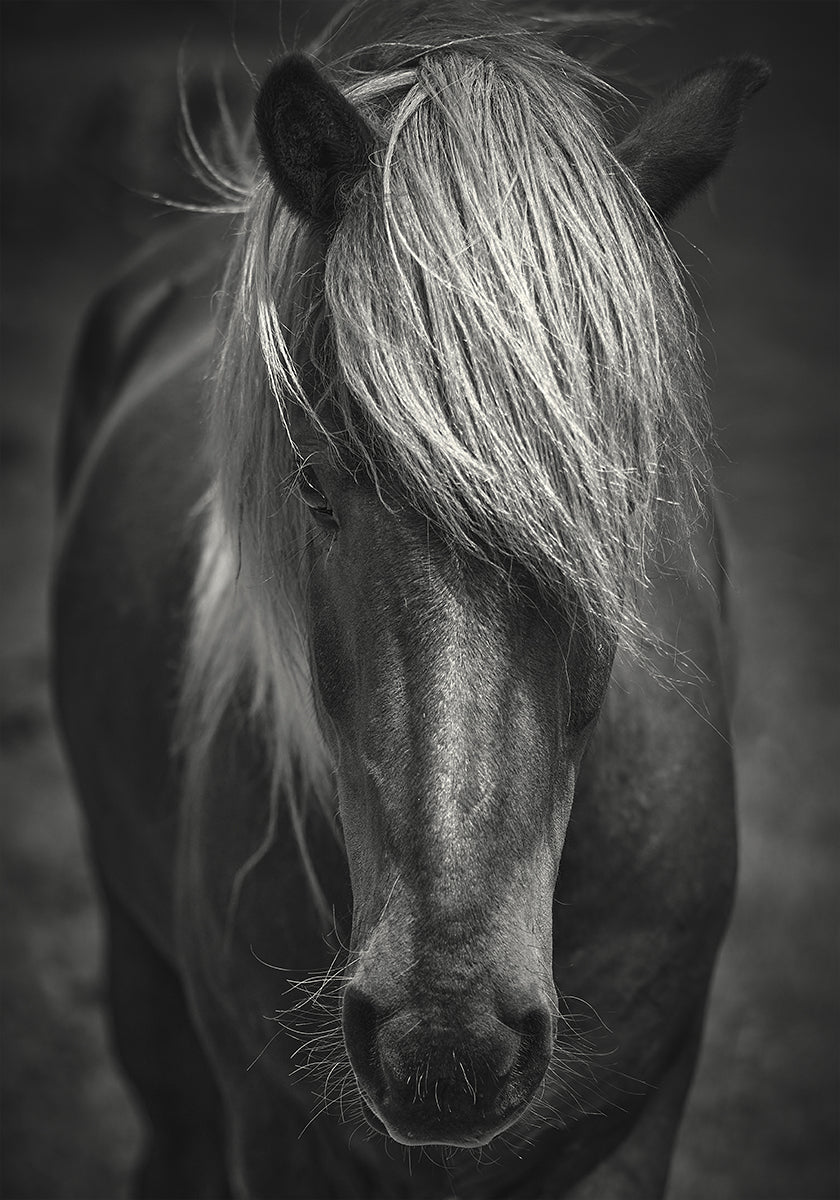 Alpine Surf Dude Plakat