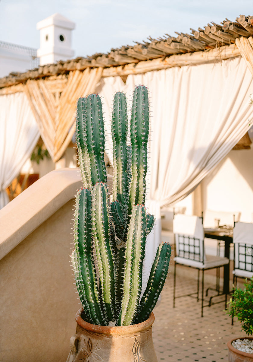Rooftop Cactus | Morocco Travel Photography Plakat