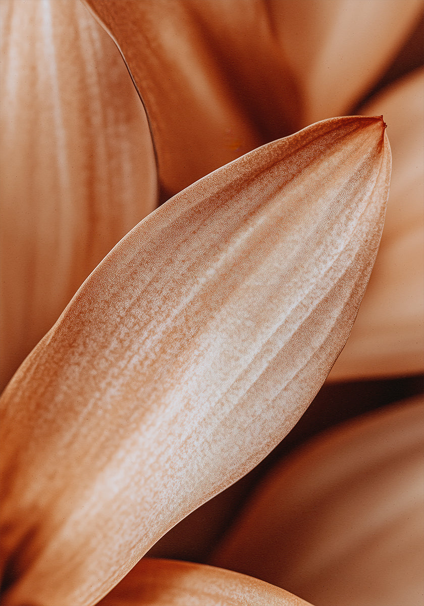 Amber Petal Elegance Plakat