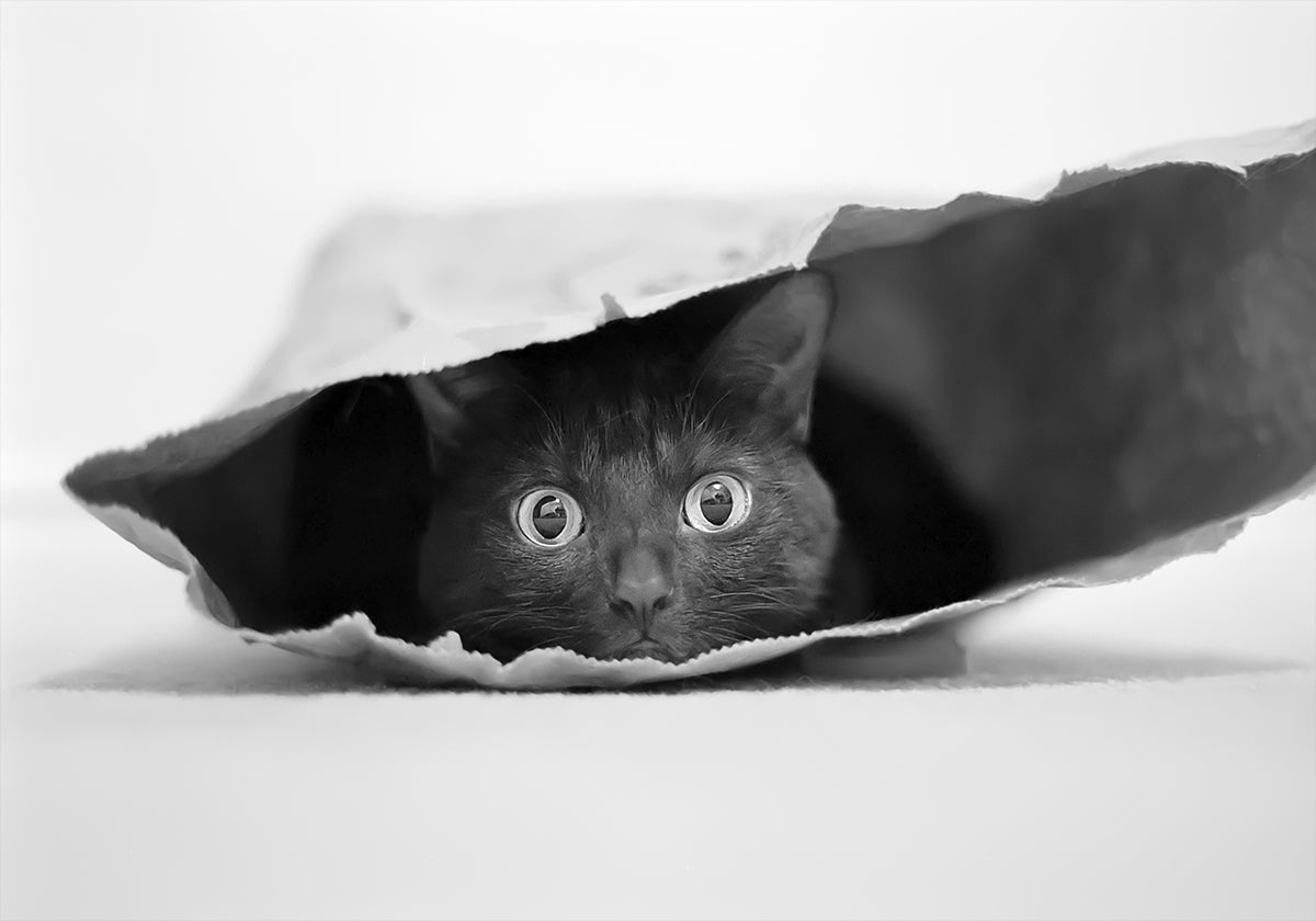 Cat in a bag Plakat