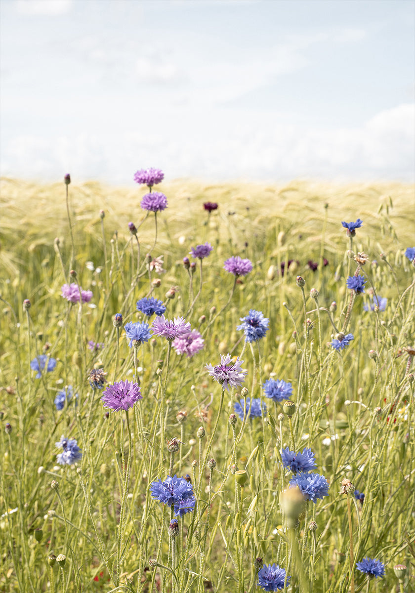 All the Wildflowers Plakat