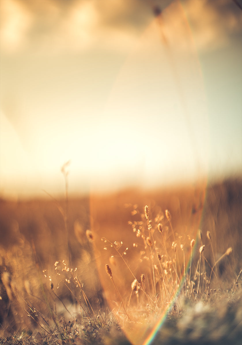 Golden Glow Field Plakat