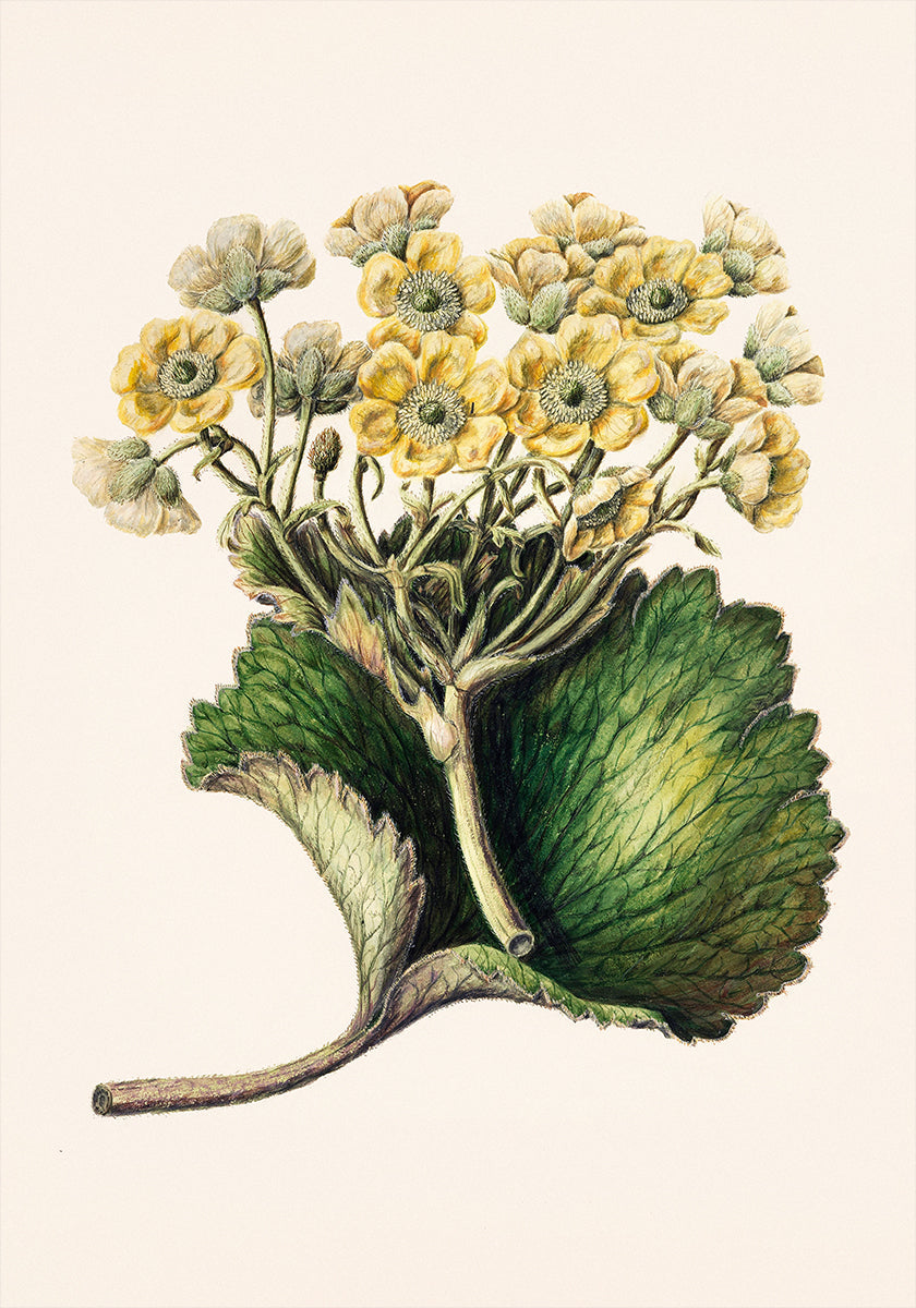 Korikor Drawn By Sarah Featon (1848–1927) Plakat