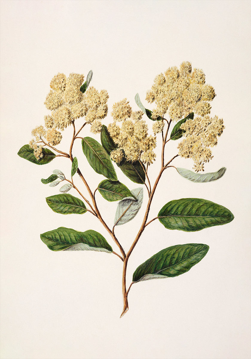 Kumarahou Drawn By Sarah Featon (1848–1927) Plakat
