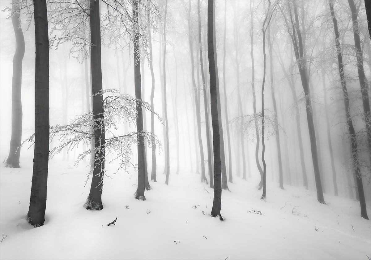 Silence of the forest Plakat