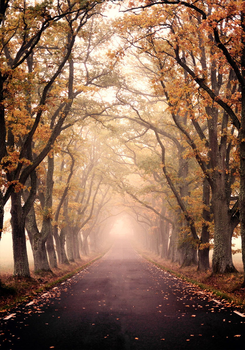 Autumn Avenue Plakat
