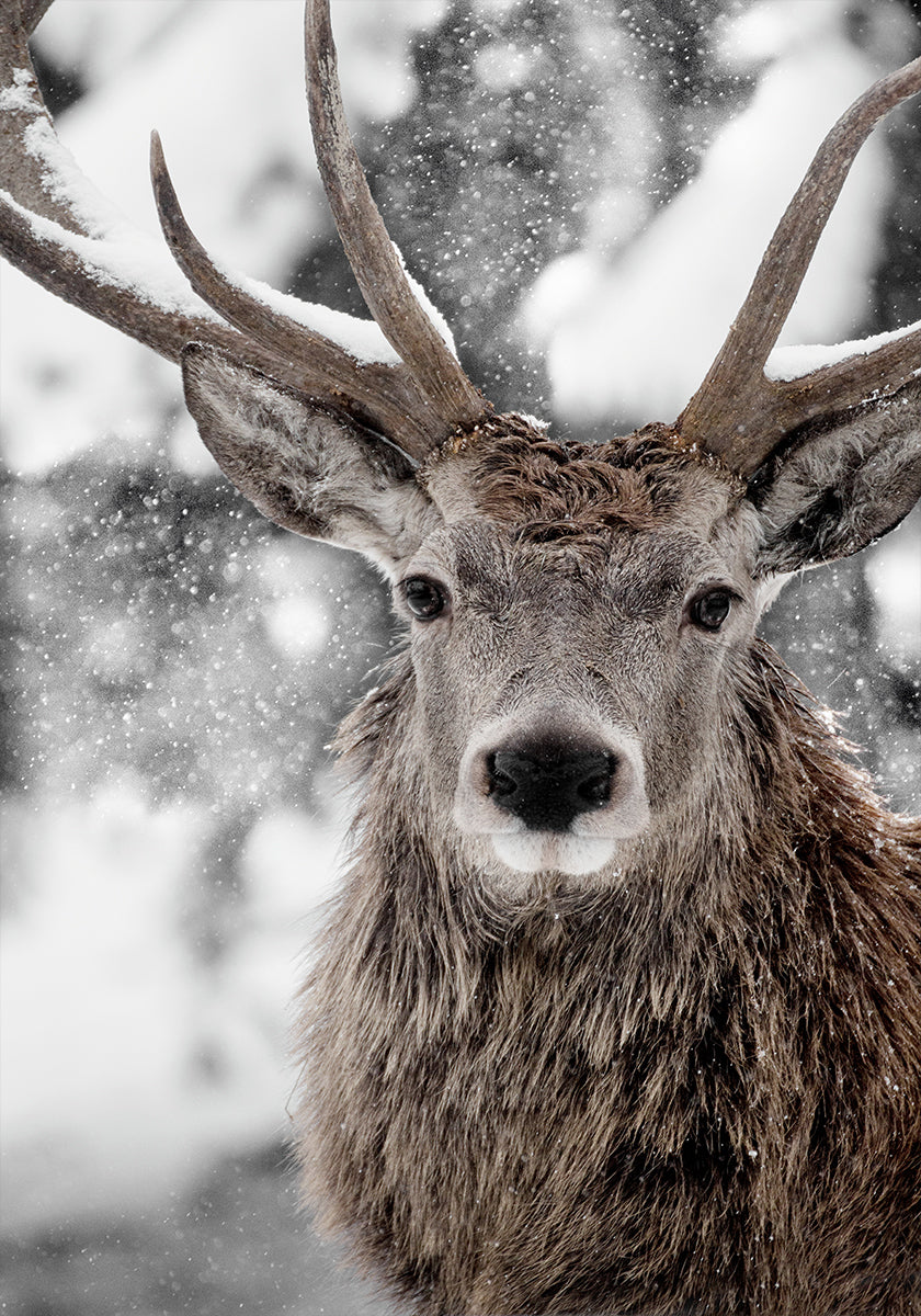 Winter Stag Plakat