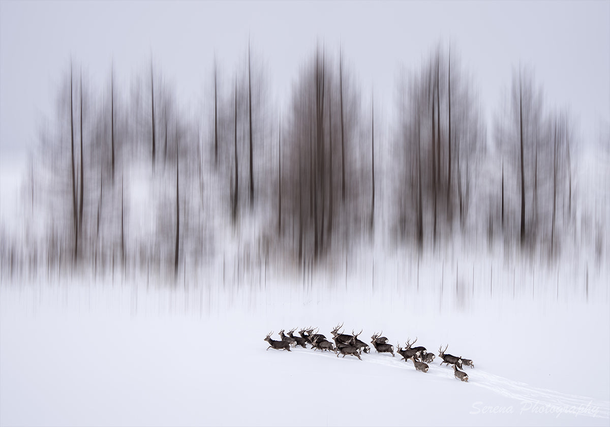 Winter in Hokkaido Plakat