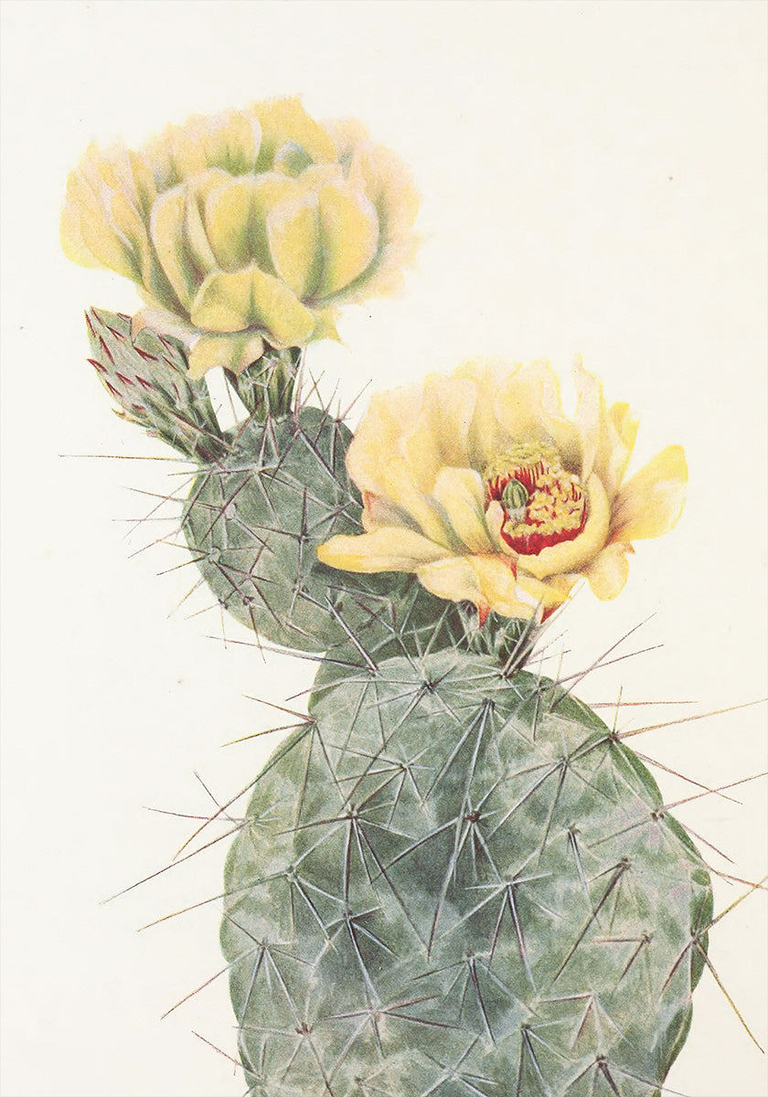 Missouri Prickly Pear From North American Wildflowers (1925) By Mary Vaux Walcott. Plakat