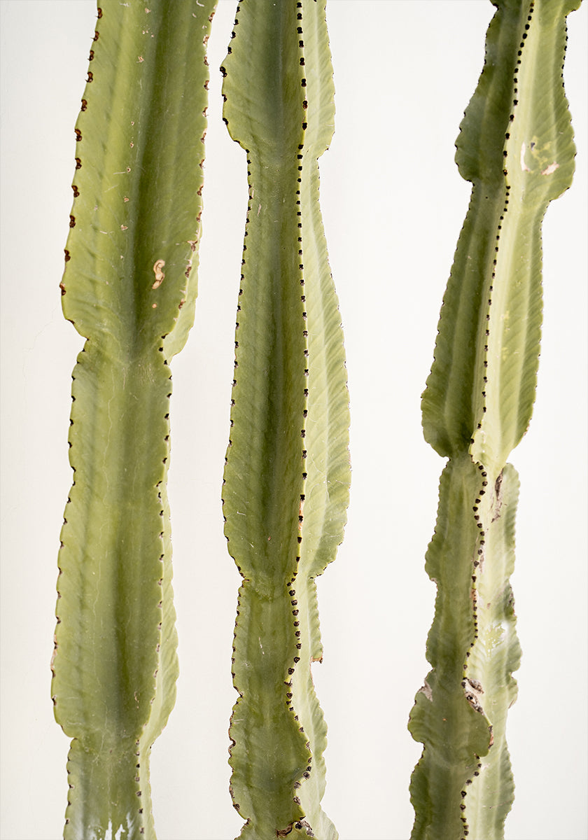 3 Cacti Plakat