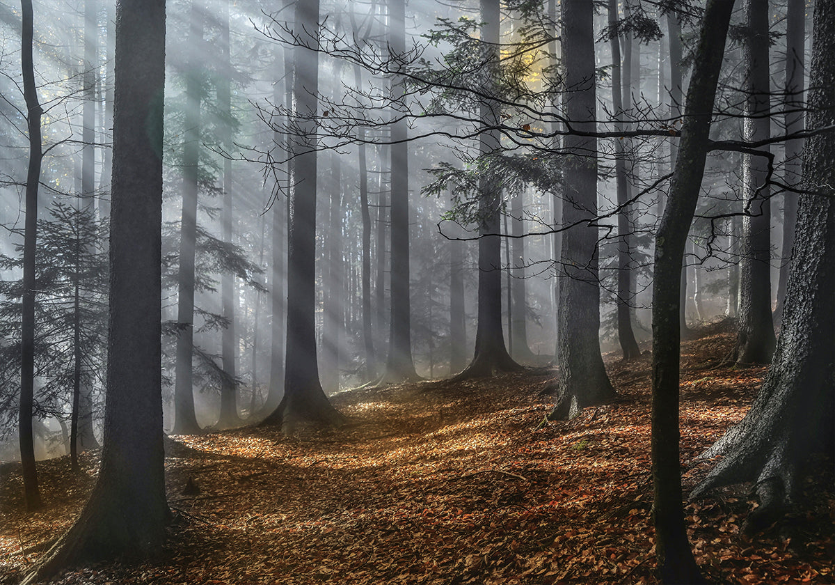 Enchanted forest Plakat