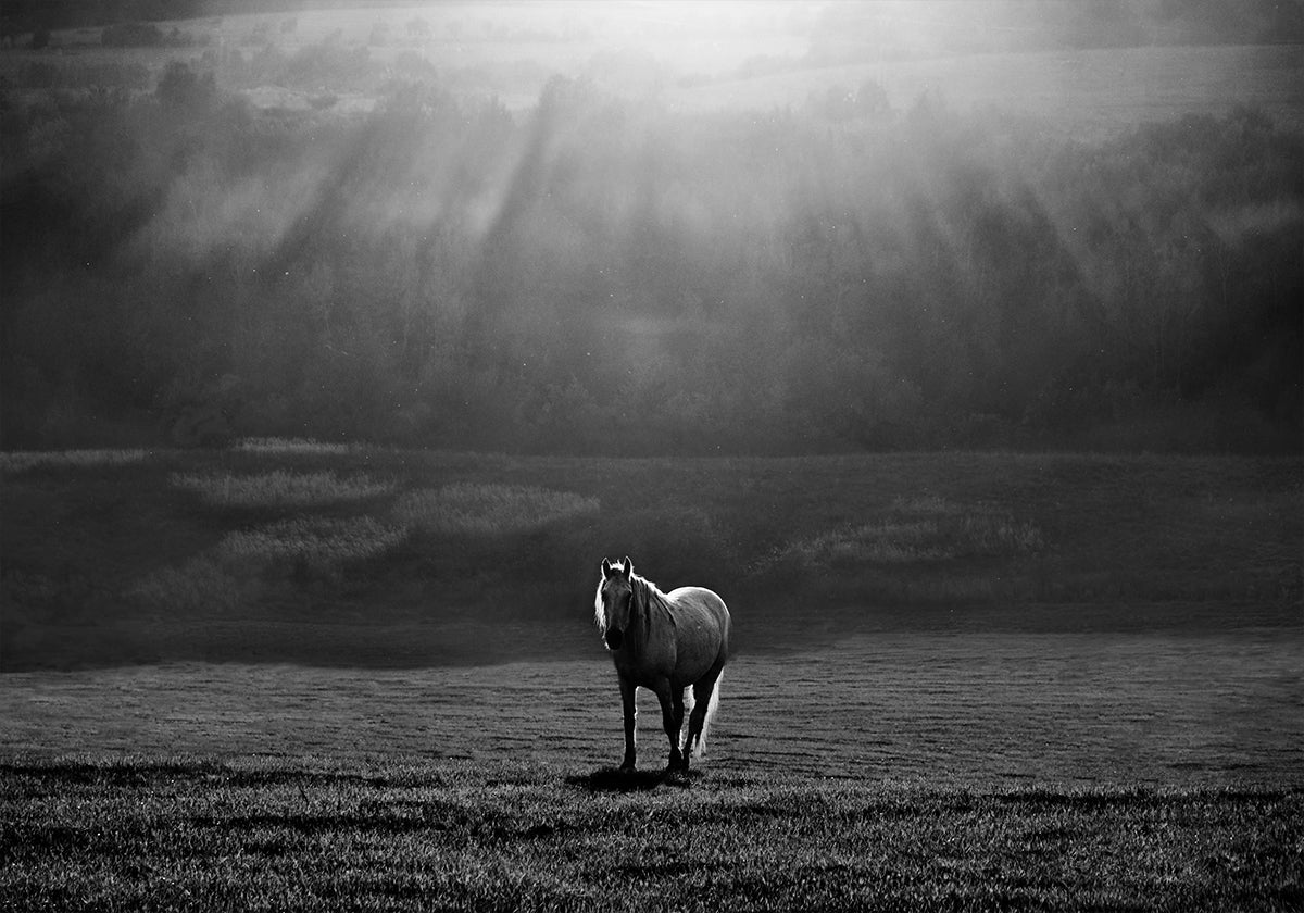 morning appearance Plakat