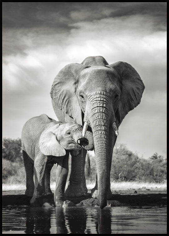 Elephant Love Plakat - Posterbox.no