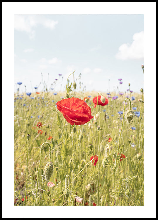 Poppy Flower Plakat
