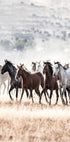 Wild Horses Free Spirit Plakat - Posterbox.no