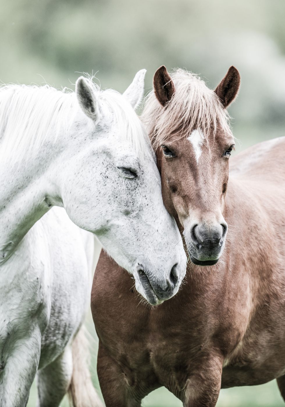 Wild Horses Close Up Plakat - Posterbox.no