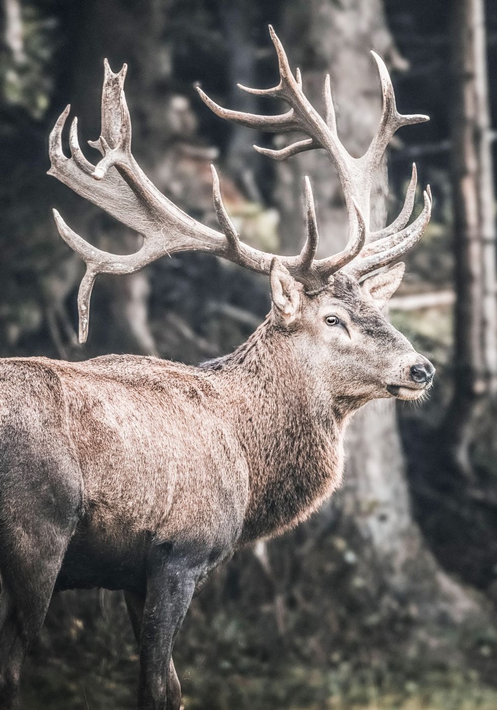 Red Deer Plakat - Posterbox.no