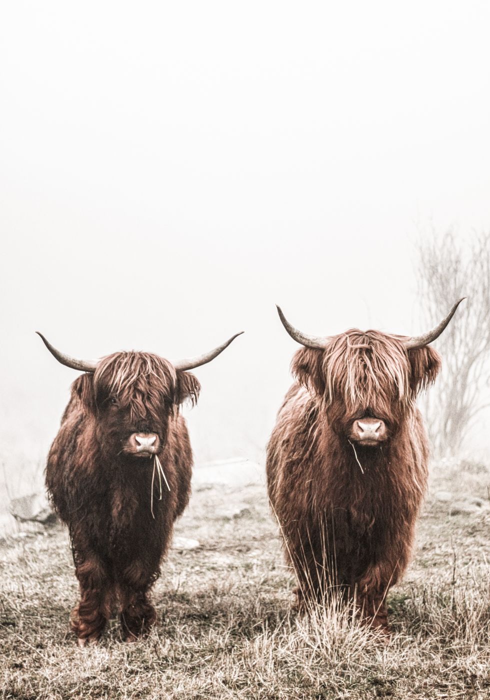 Scottish Highlanders Plakat - Posterbox.no