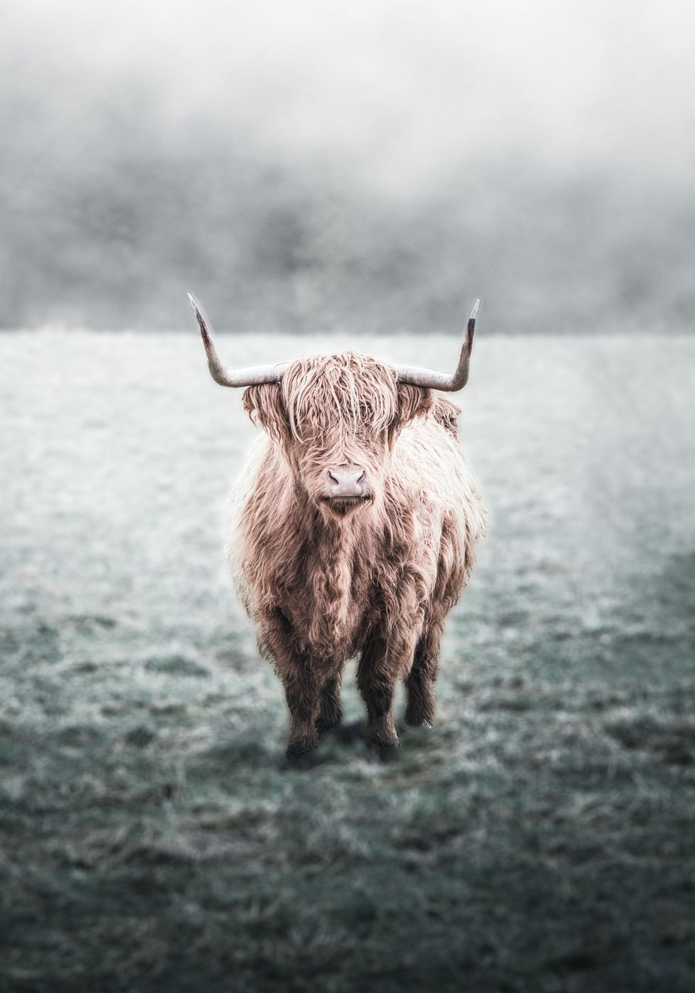 Highland Cow Plakat - Posterbox.no