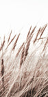 Boho Dried In Nature Plakat - Posterbox.no