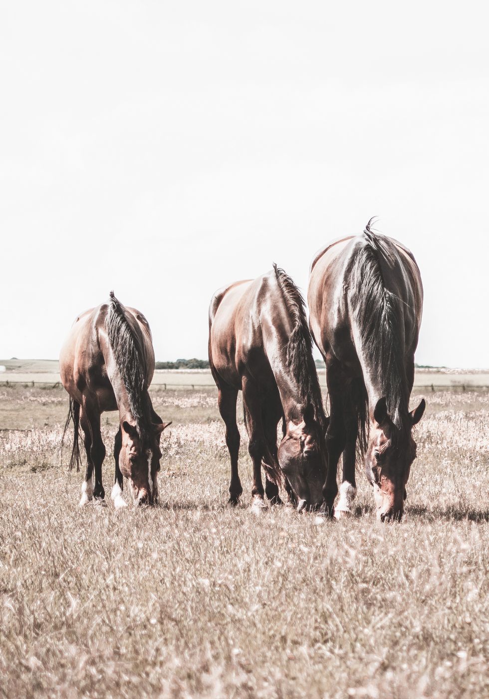 Three Brown Horses Plakat - Posterbox.no