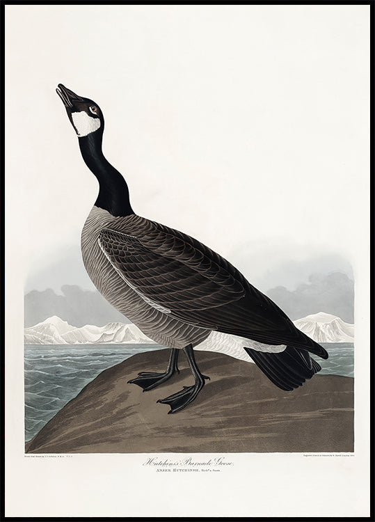 Hutchins's Barnacle Goose From Birds of America (1827) Plakat