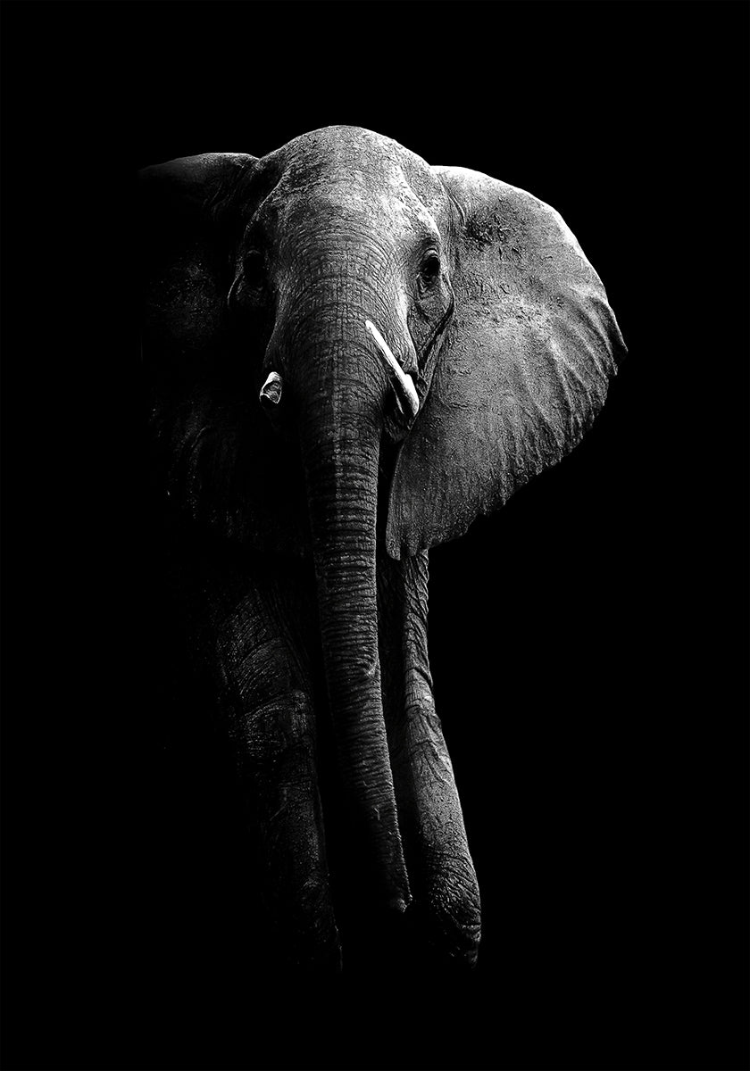 Elephant! Plakat