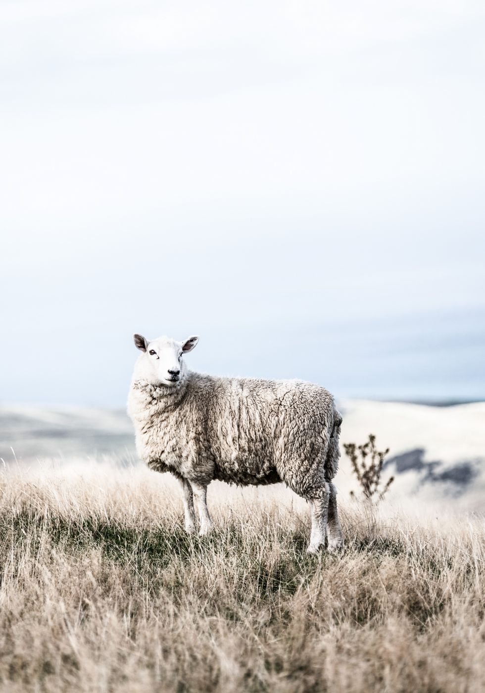 White Sheep in Field Plakat - Posterbox.no