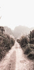 Dirt Road in Grass Fields Plakat - Posterbox.no