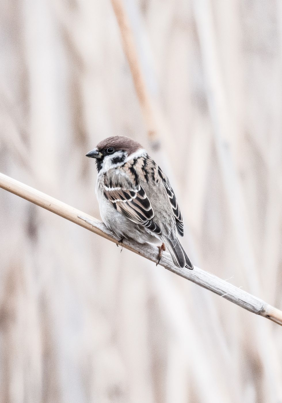 Tree Sparrow Plakat - Posterbox.no