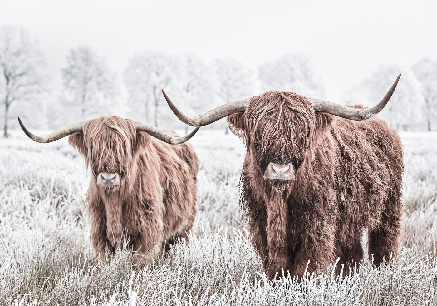 Scottish Cattle Plakat - Posterbox.no