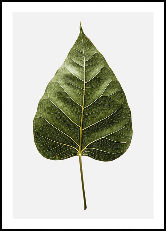 Leaf's Intricate Veins Plakat