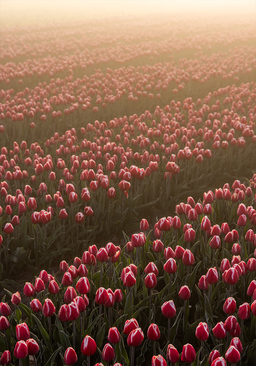 Field of Flowers 1 Plakat