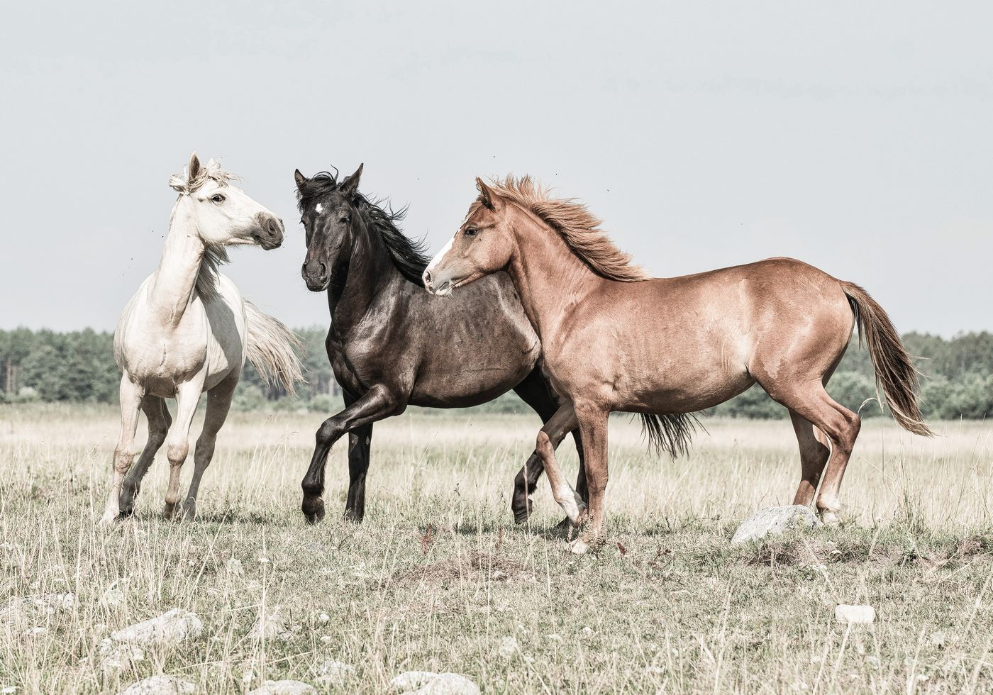 Three Horses Plakat - Posterbox.no