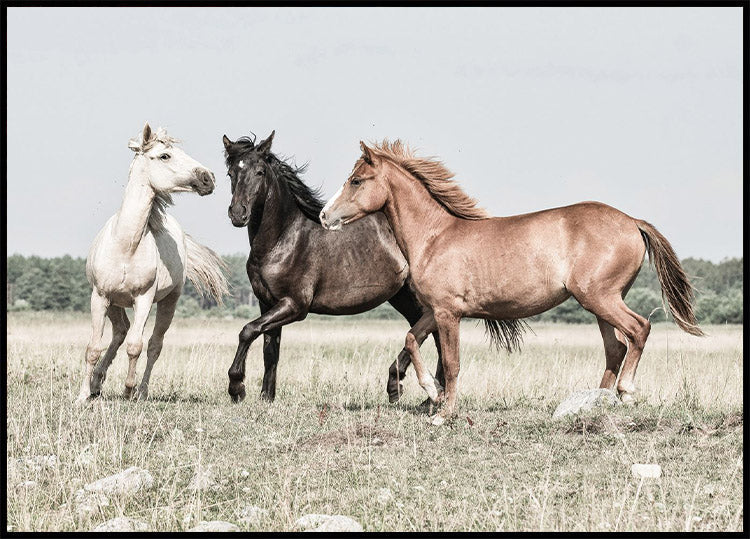 Three Horses Plakat - Posterbox.no