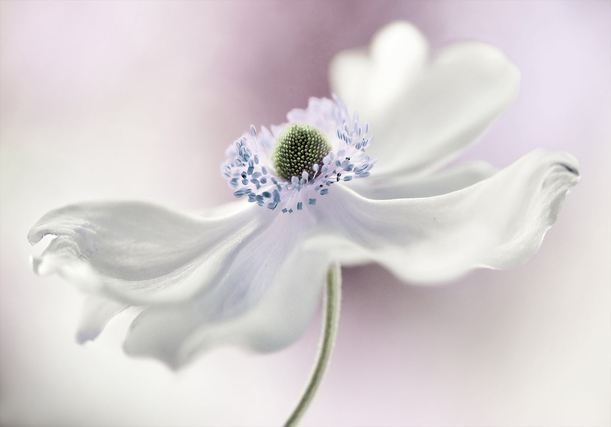 Anemone breeze Plakat