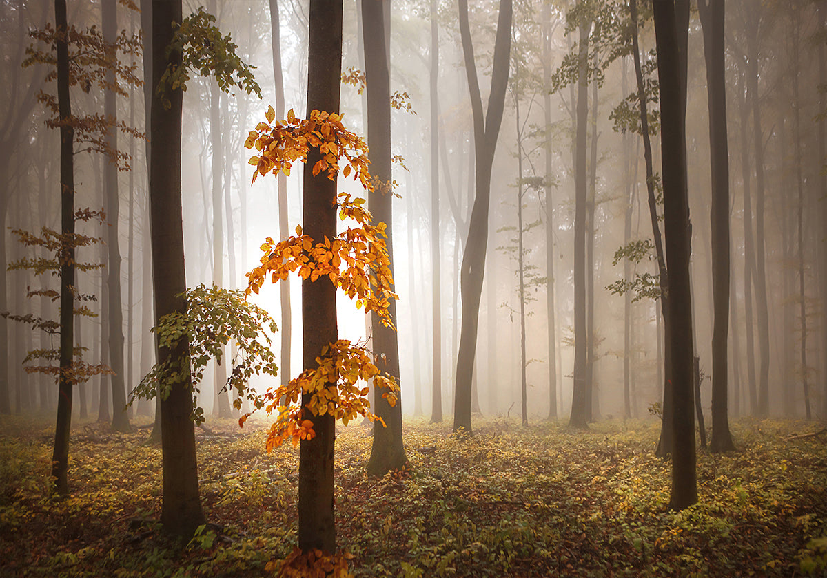 In November Light Plakat