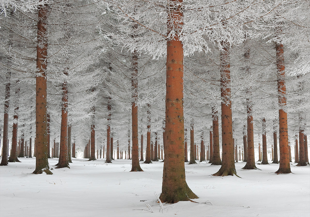 magical forest Plakat