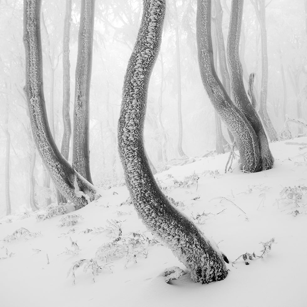Frozen Forest Plakat