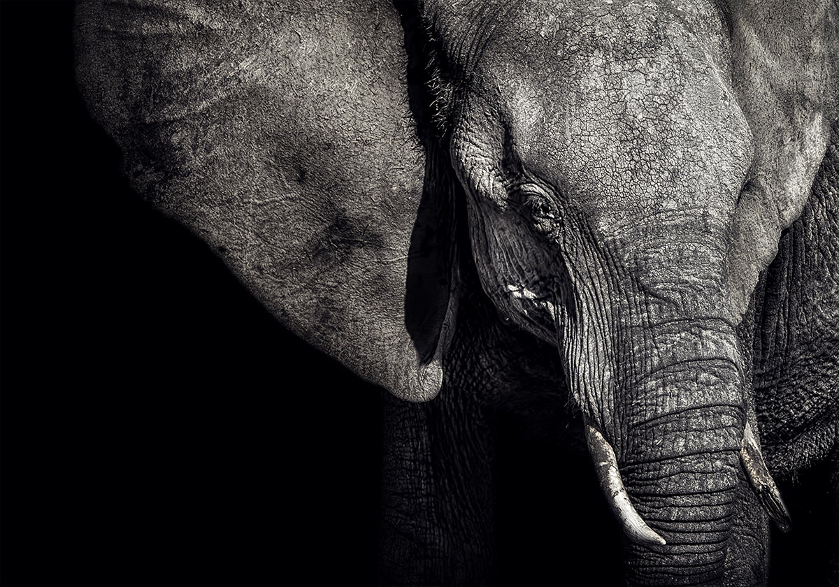 The Matriarch Plakat