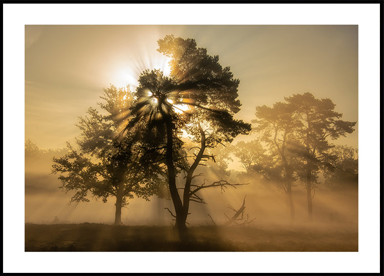 Popping sunrise.... Plakat