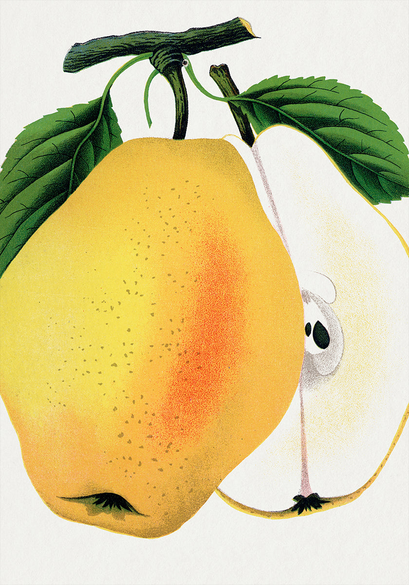 Kiefer's Hybrid Pear Lithograph Plakat