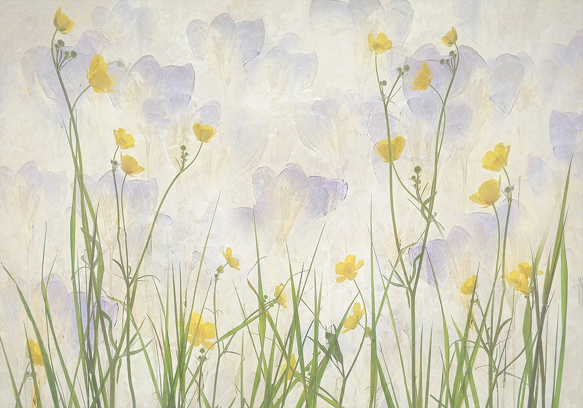 Crocuses bloom Plakat