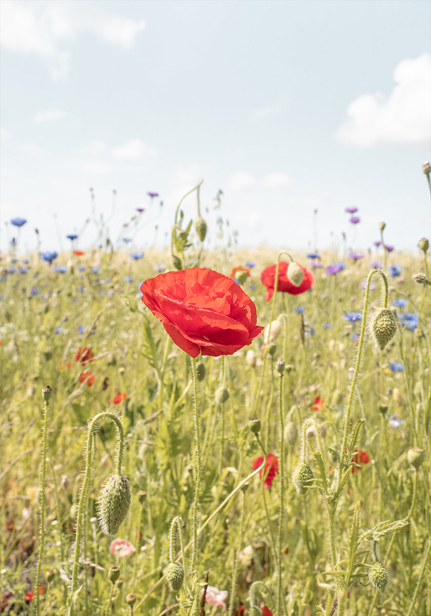 Poppy Flower Plakat