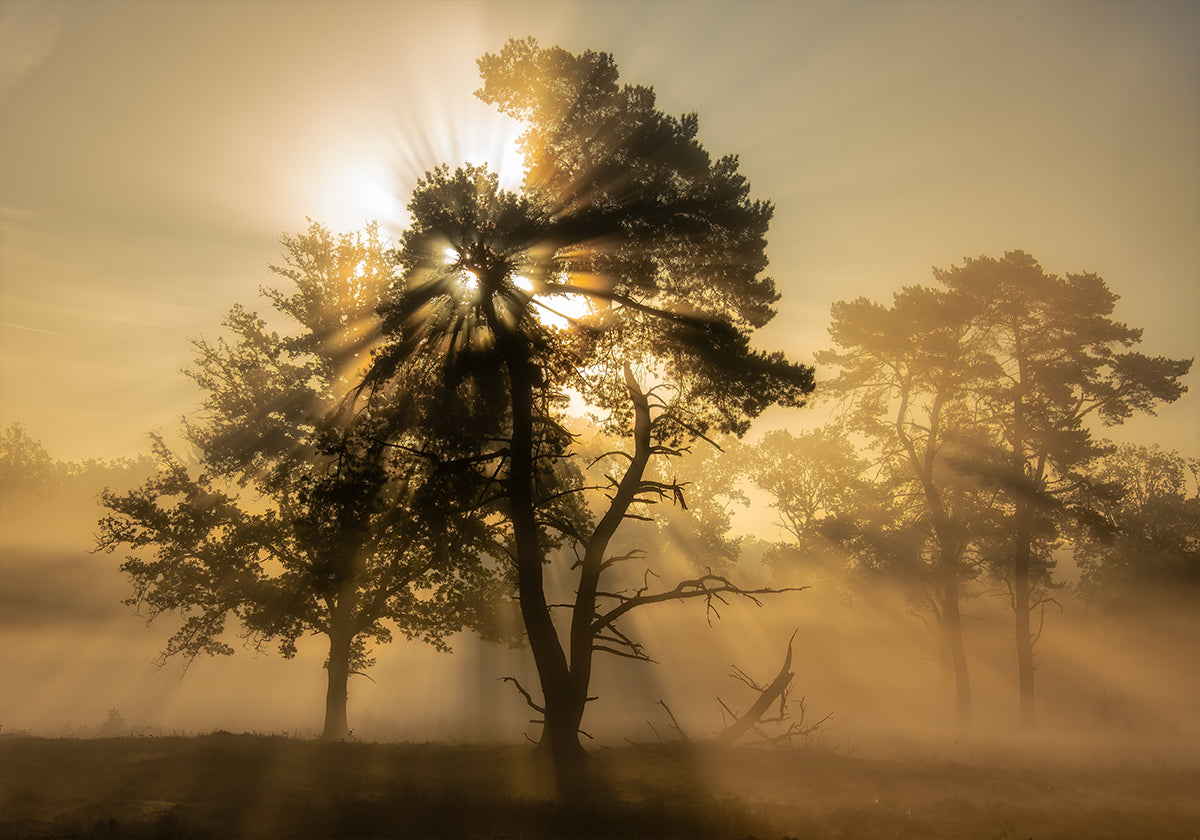 Popping sunrise.... Plakat