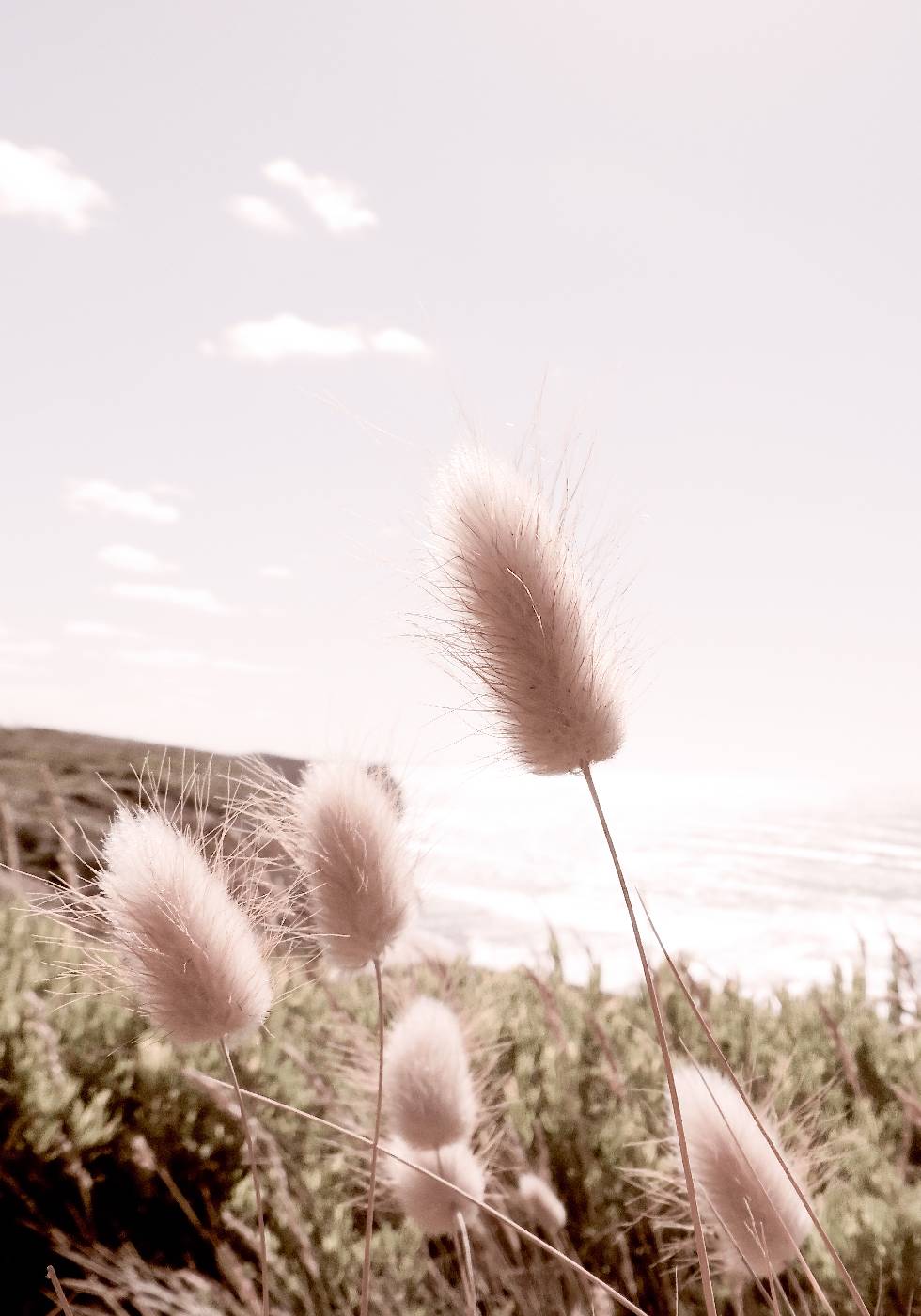 Beach Grass Plakat - Posterbox.no